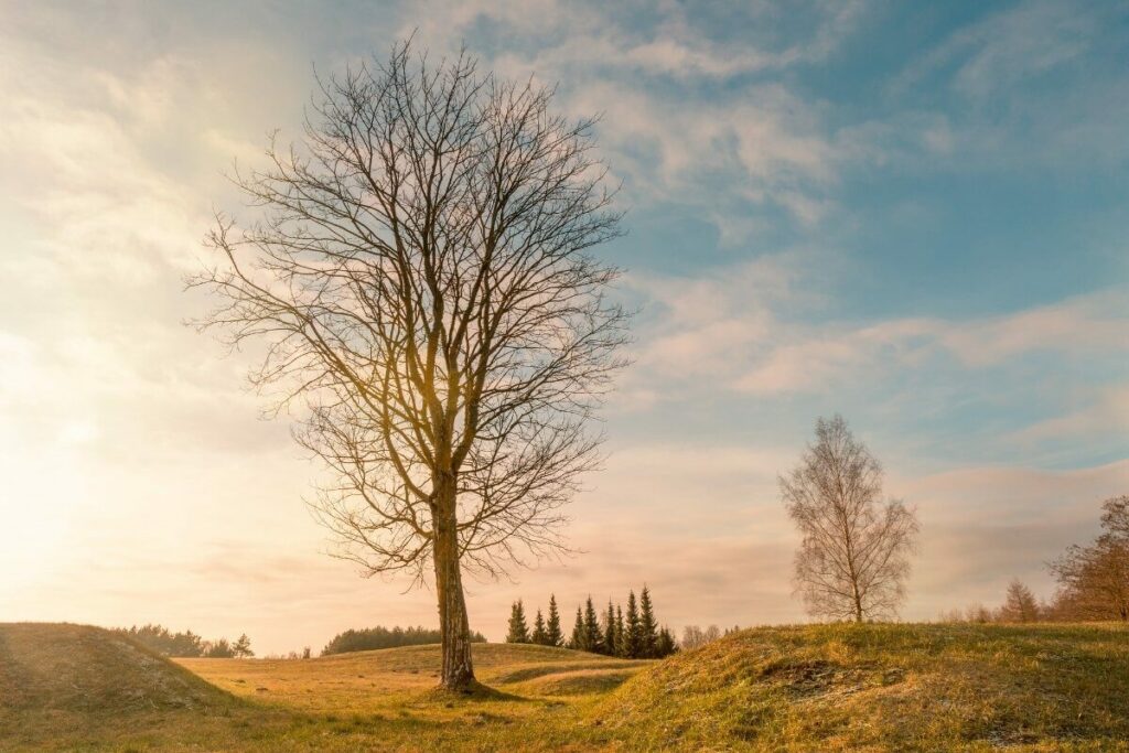 Trees are healing